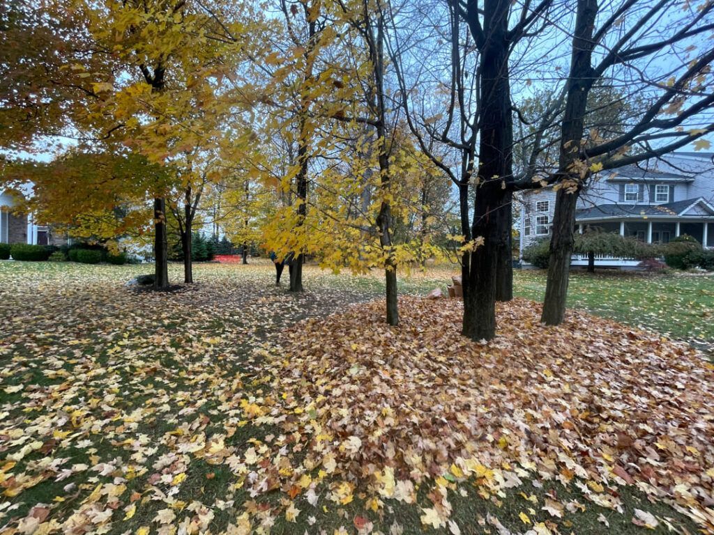 A residential lawn covered in fallen autumn leaves with yellow-leaved trees and a house in the background.