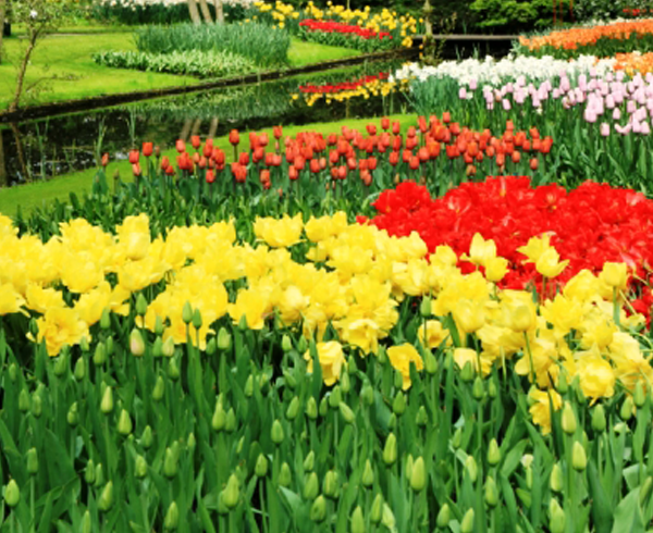 Nursery and Landscape Plants