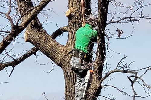Tree trimming