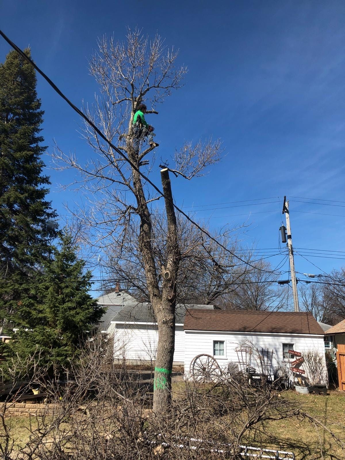Man at the top of the tree with the power line