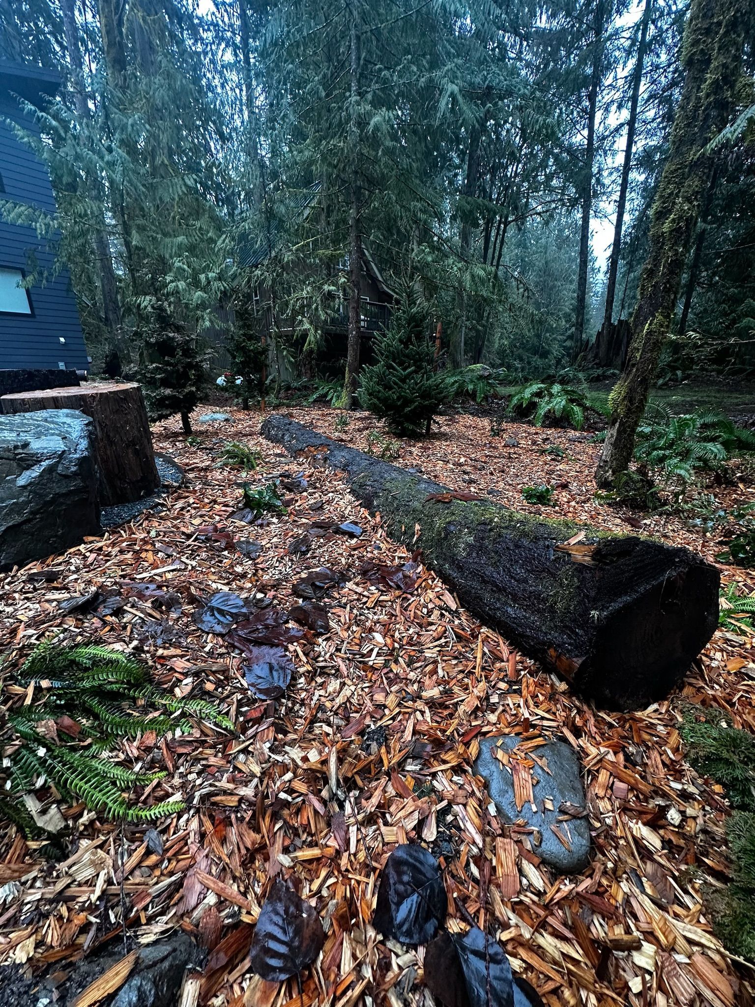 A log is laying on the ground in the middle of a forest.