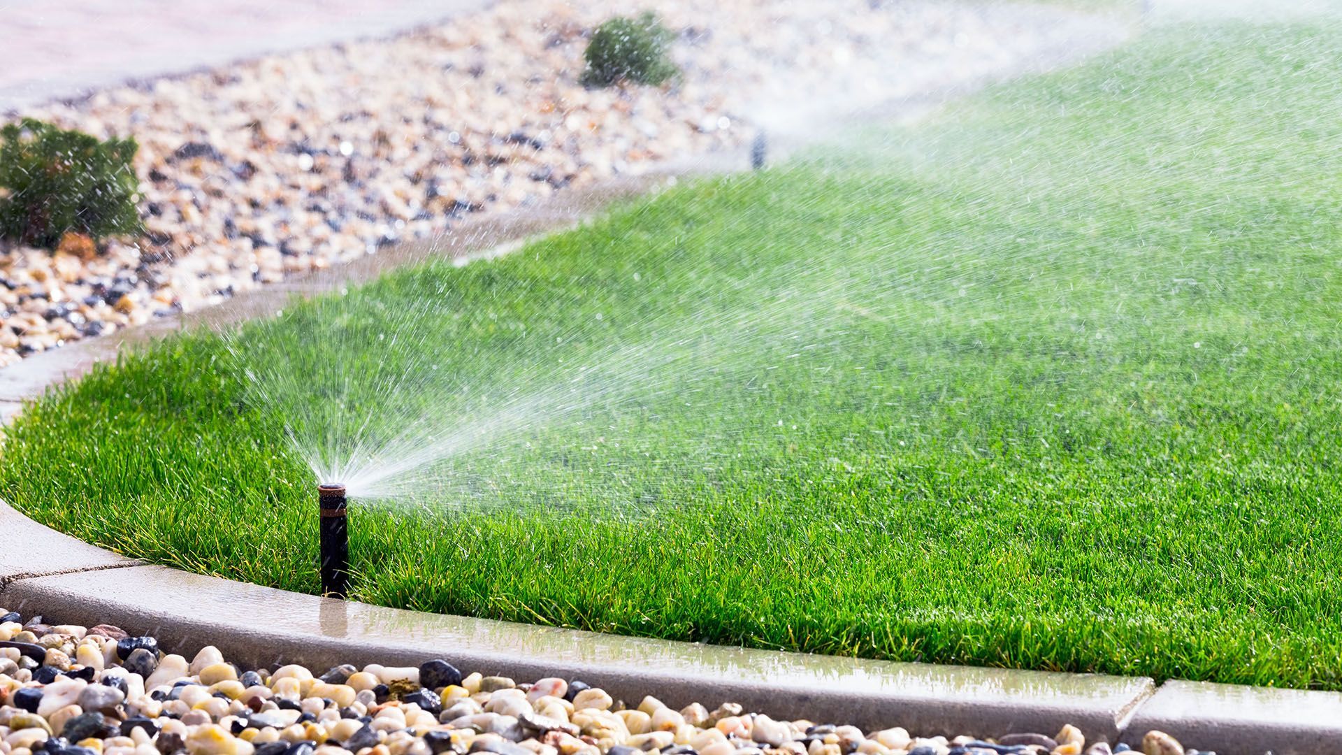 A sprinkler watering green grass on a sunny day; gravel and shrubs in the background.
