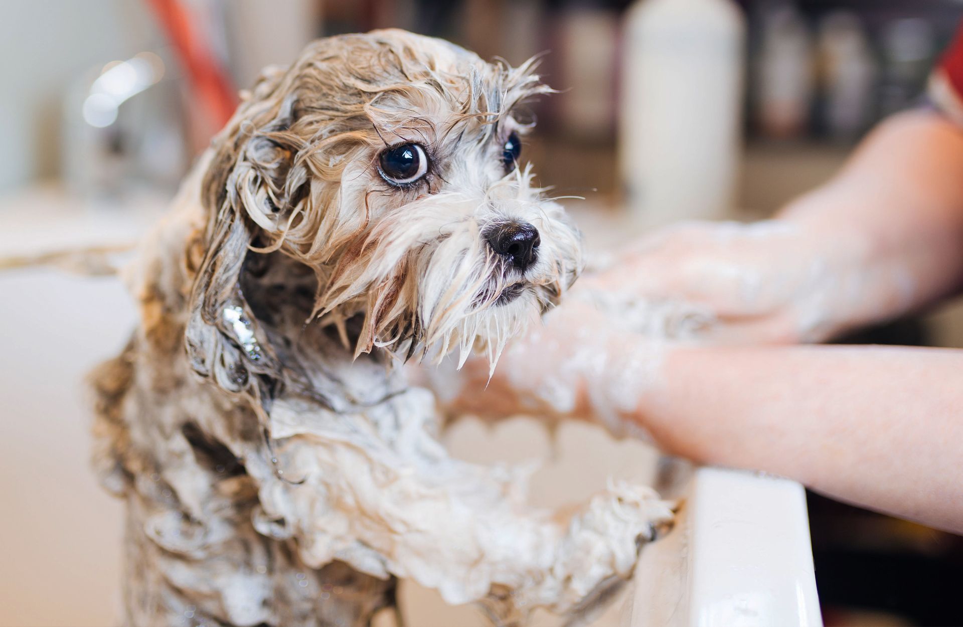 A small dog is getting a bath in a sink
