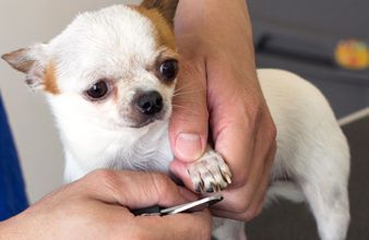 Dog nail trimming