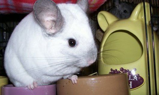 big country cane corso