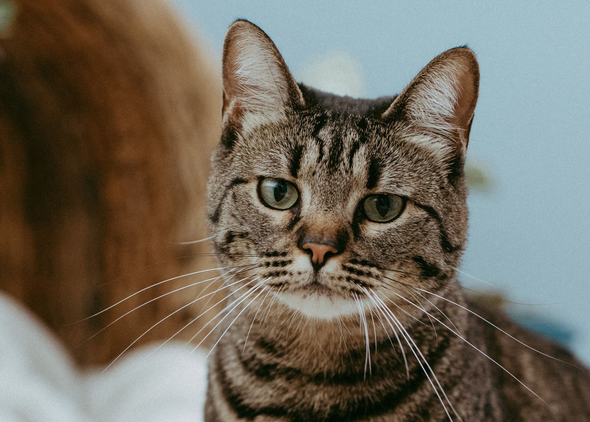 A close up of a cat with green eyes looking at the camera.