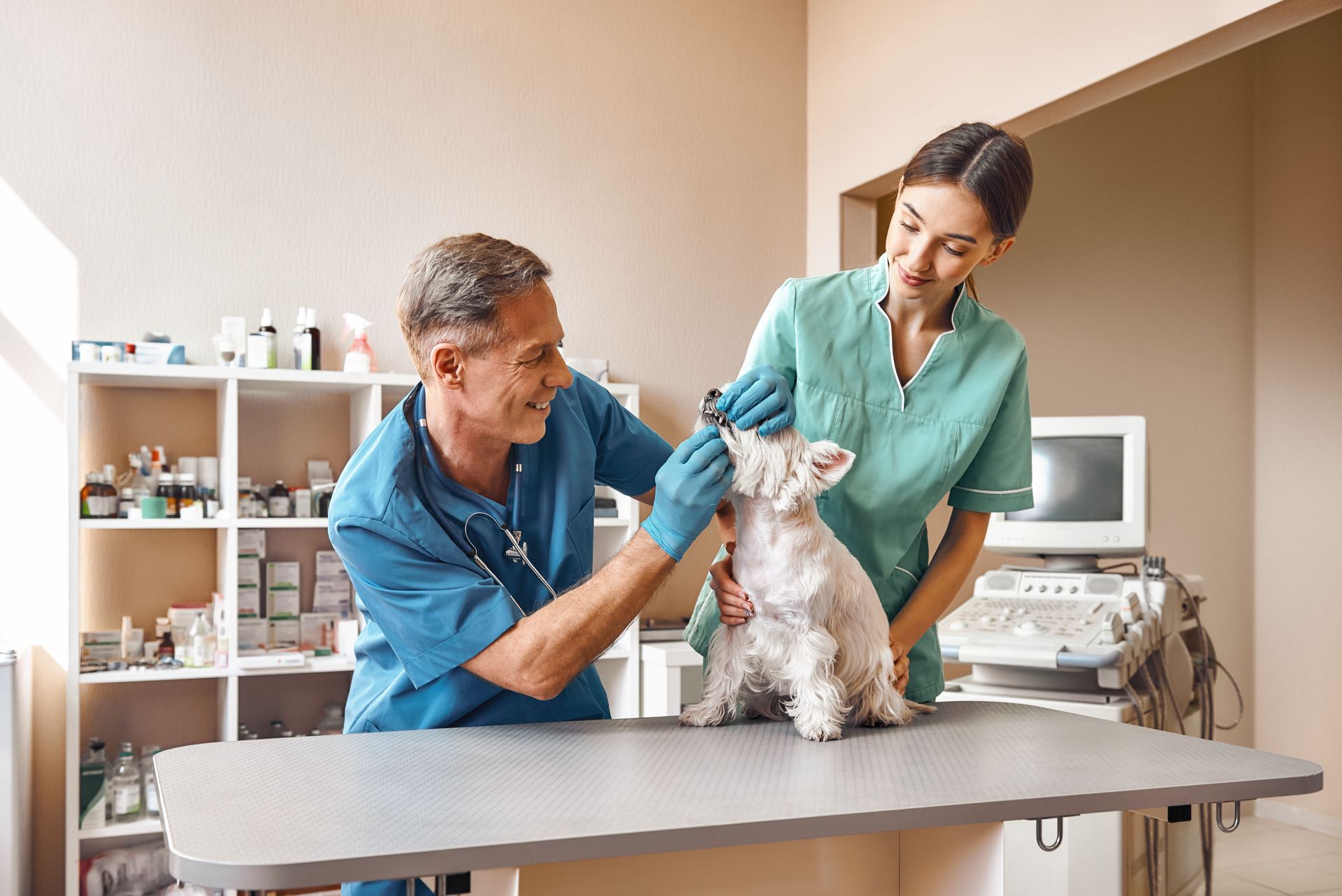 animal emergency hospital