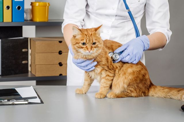 How to Prepare Your Pet for an Emergency Clinic Visit