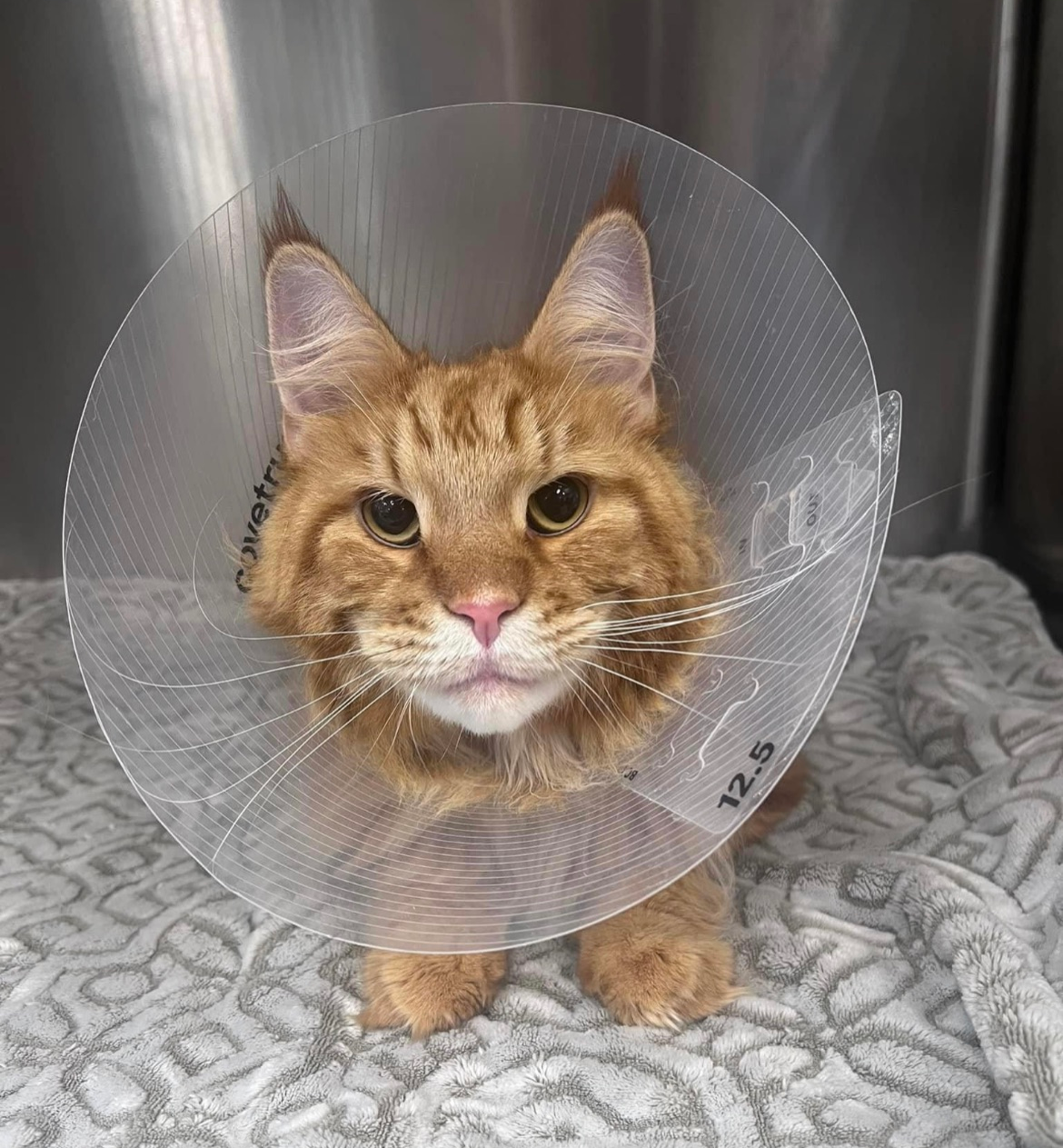 A cat wearing a cone collar is sitting on a bed.