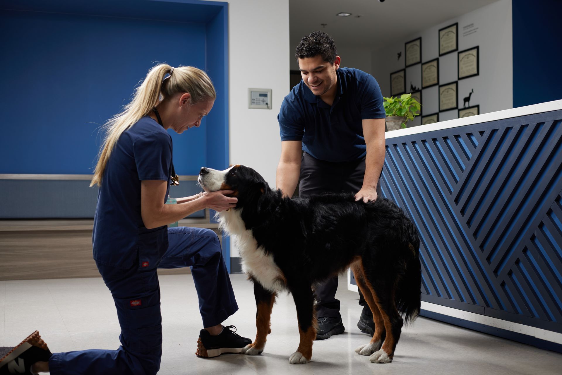 Two veterinarians inspecting a dog