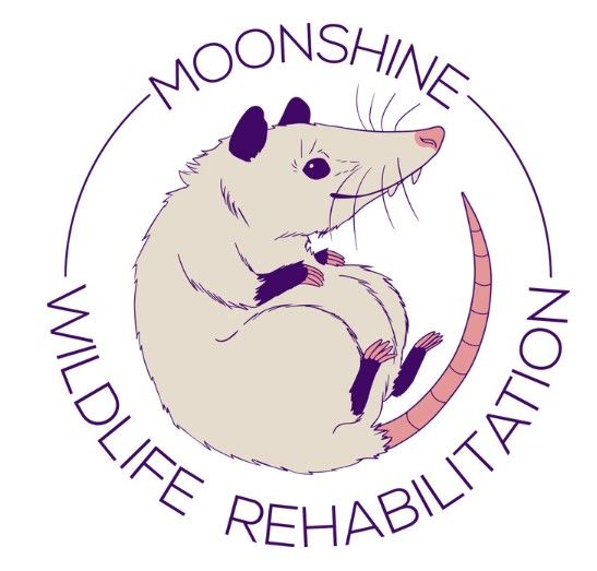 The logo for moonshine wildlife rehabilitation shows an opossum