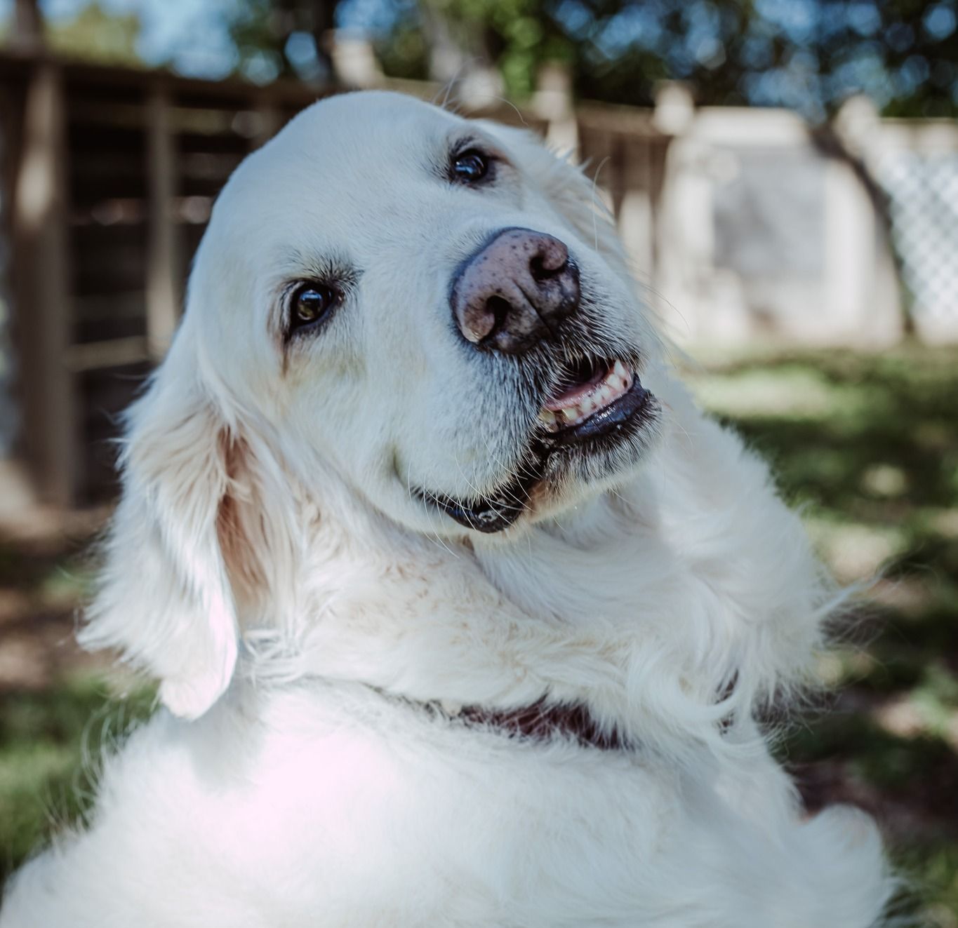A close up of a white dog looking up at the camera.