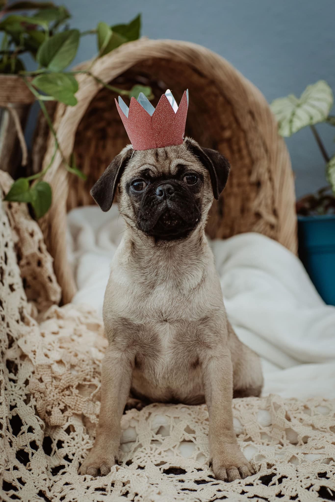 A pug puppy wearing a pink crown is sitting on a blanket.