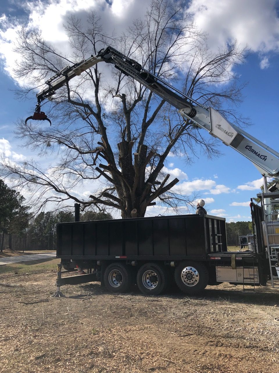 Tree Removal in Roanoke Rapids, NC