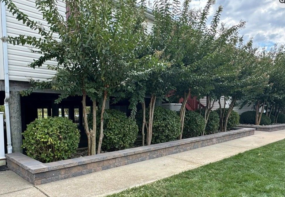 Row of crape myrtle trees and trimmed hedges along a brick retaining wall and sidewalk.
