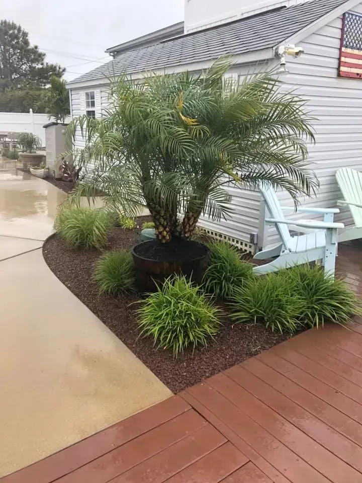 Small palm in a landscaped patio garden beside a wet walkway, white siding, and a light blue chair