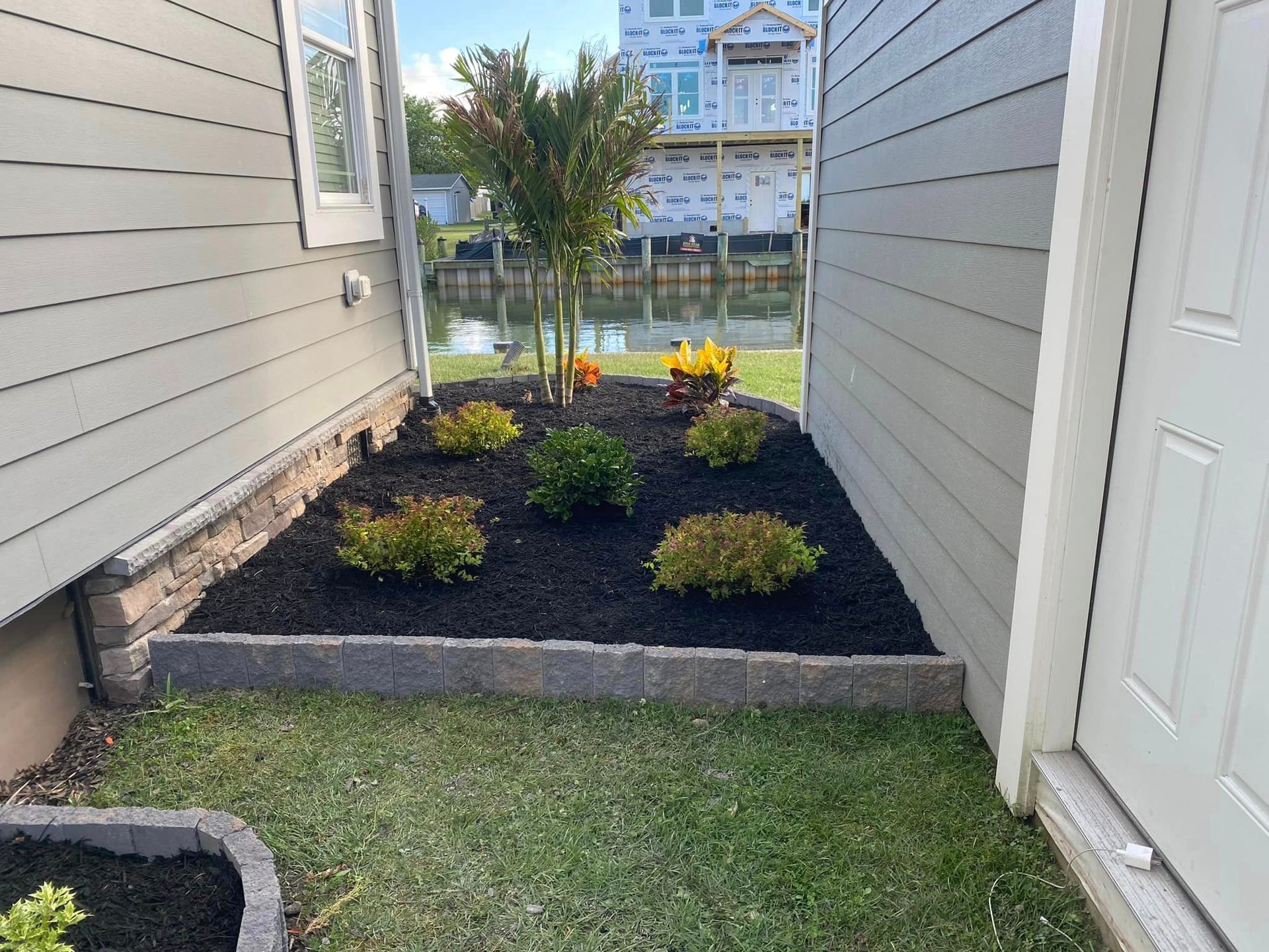 Small landscaped garden between two buildings with dark mulch and shrubs.