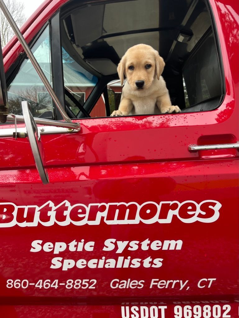 Yellow lab puppy in the window of a red truck with 