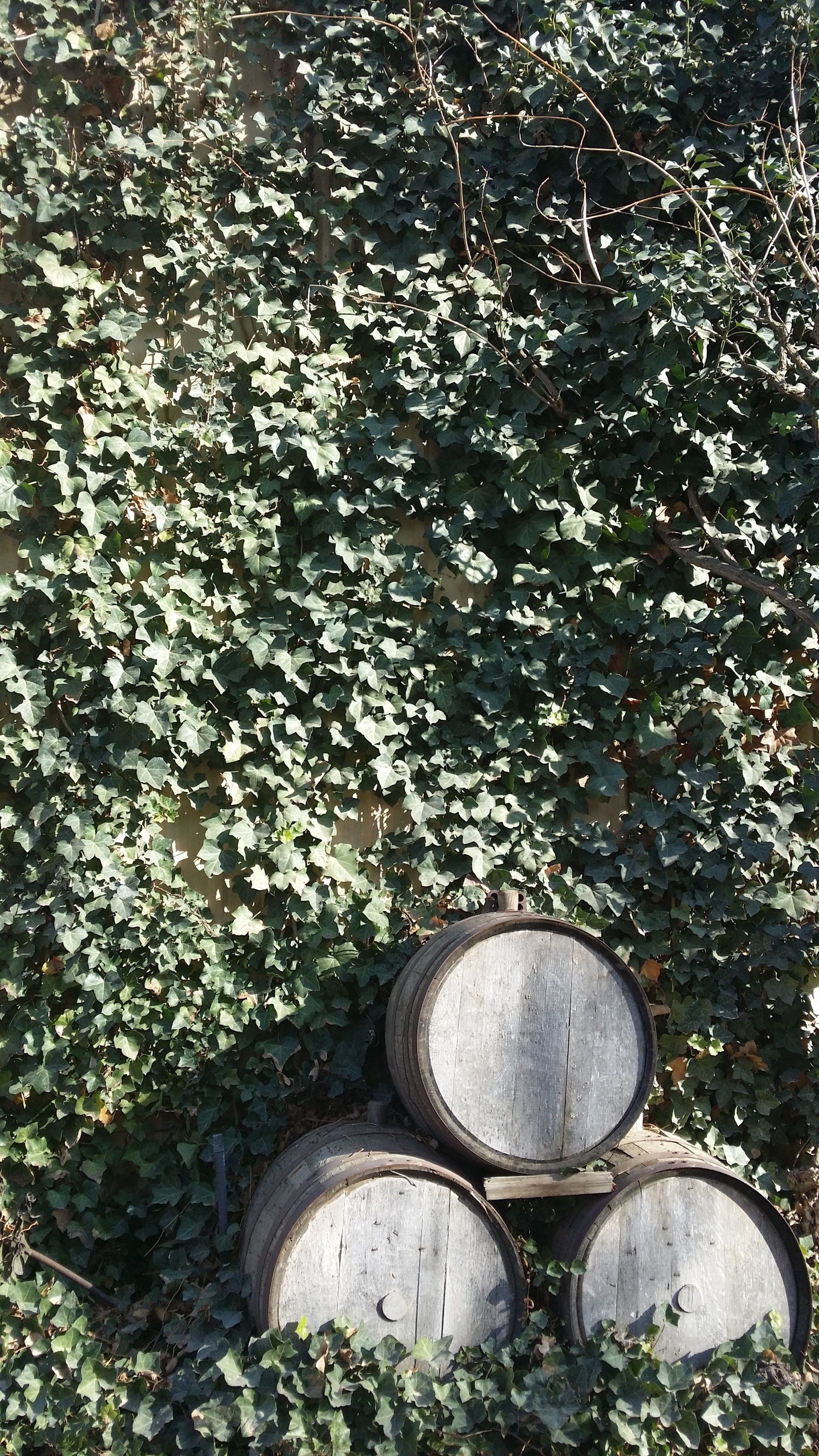 Ivy and Barrels