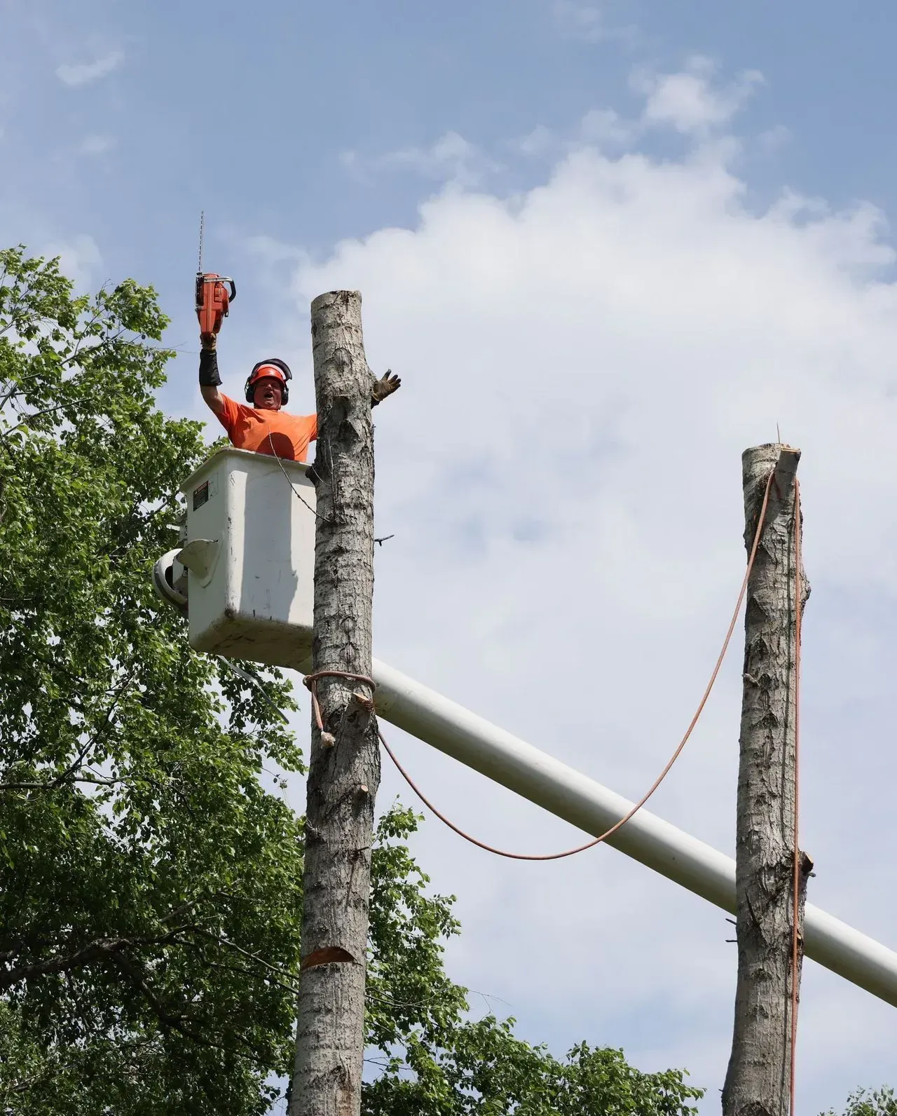 Arborist in bucket truck, sawing tree. Reaching up with chainsaw, arms raised. Sunny, blue sky.
