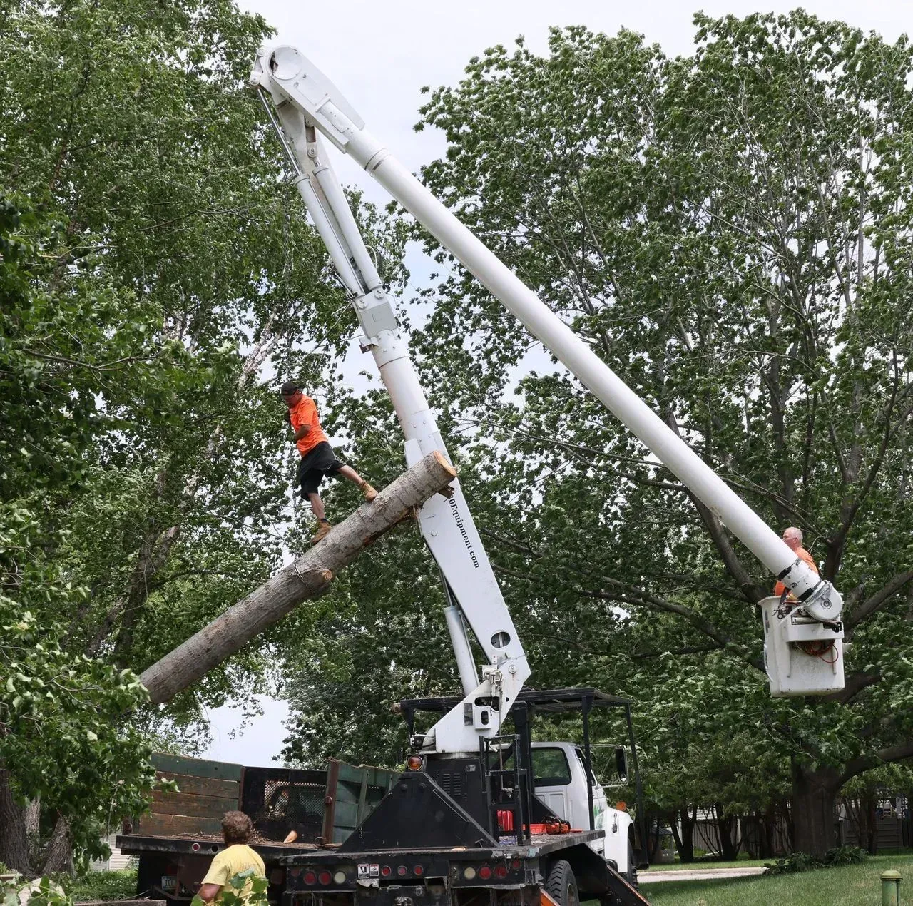 Man on lift truck cuts tree branch. A second worker in the bucket. Truck on grass.