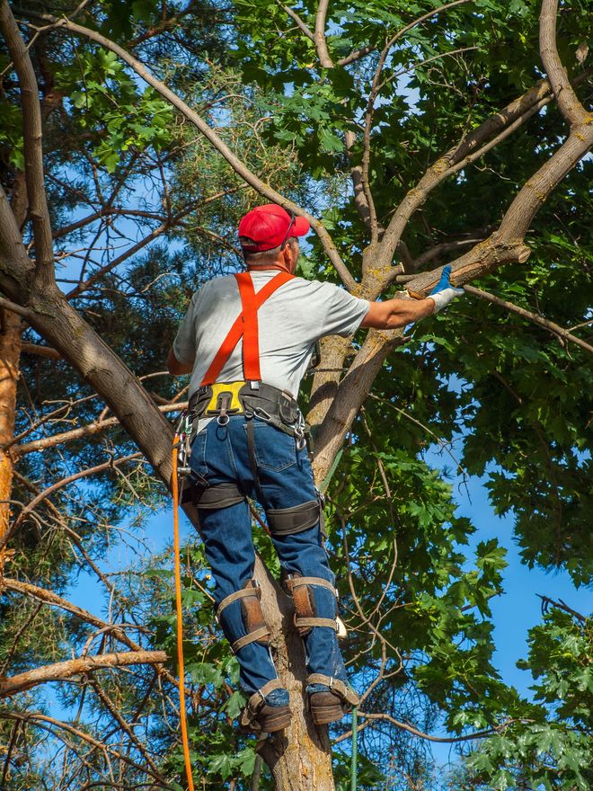 Randy Flodeen Four Seasons Tree Service