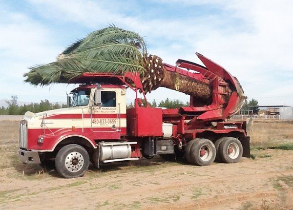 Tree relocation