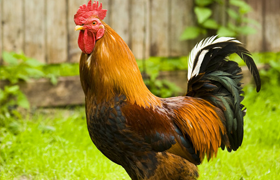 Rooster