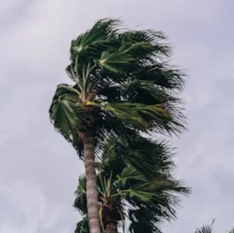 Palm trees bent by strong wind against a cloudy sky