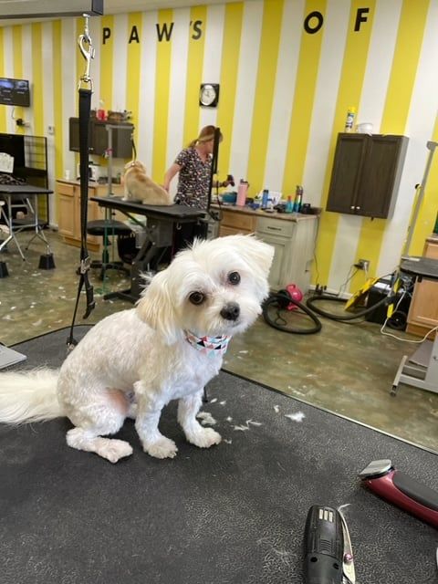 Cutest Dog Contests | Pampered Paw's Pet Grooming