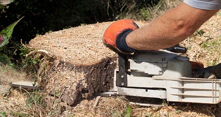 Stump grinding