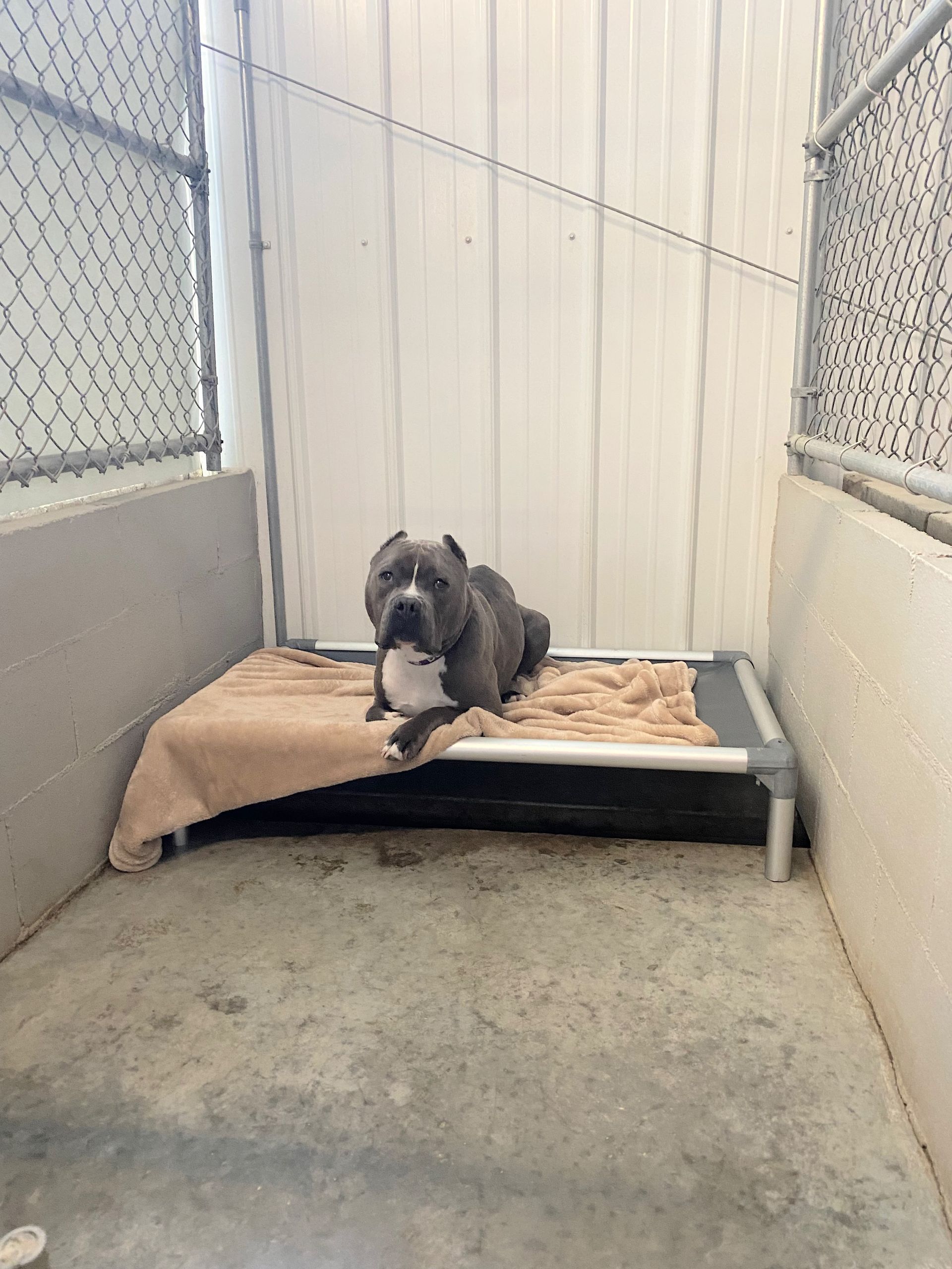 Gray-and-white dog lying on a raised bed in a kennel run