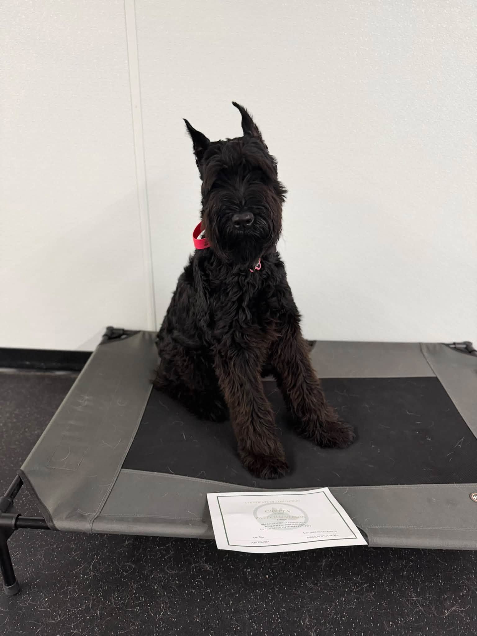Black dog with a red collar sitting on a mat indoors against a white wall.