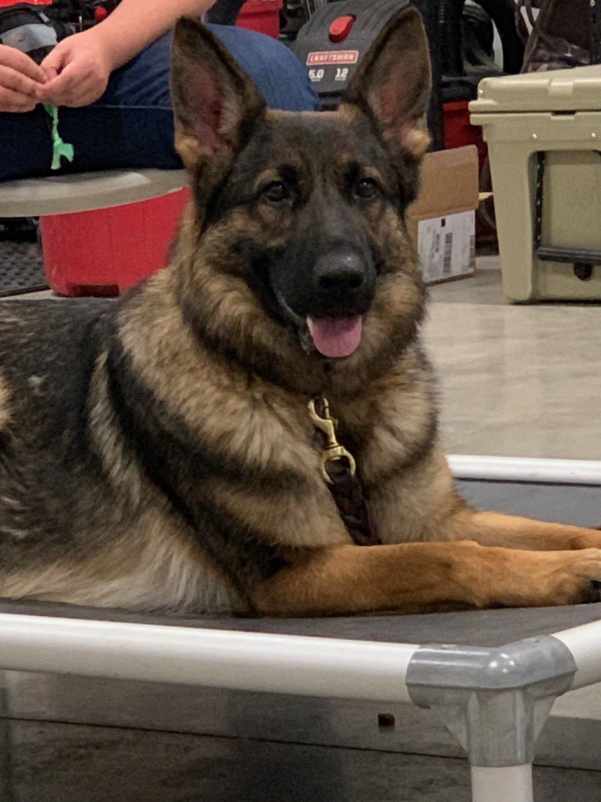 Sheyenne River Kennels Photo Gallery West Fargo, ND