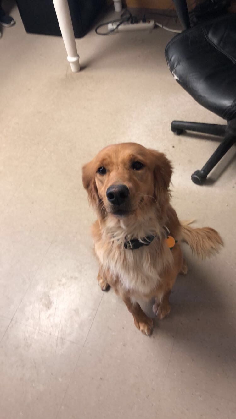 Sheyenne River Kennels Photo Gallery West Fargo, ND