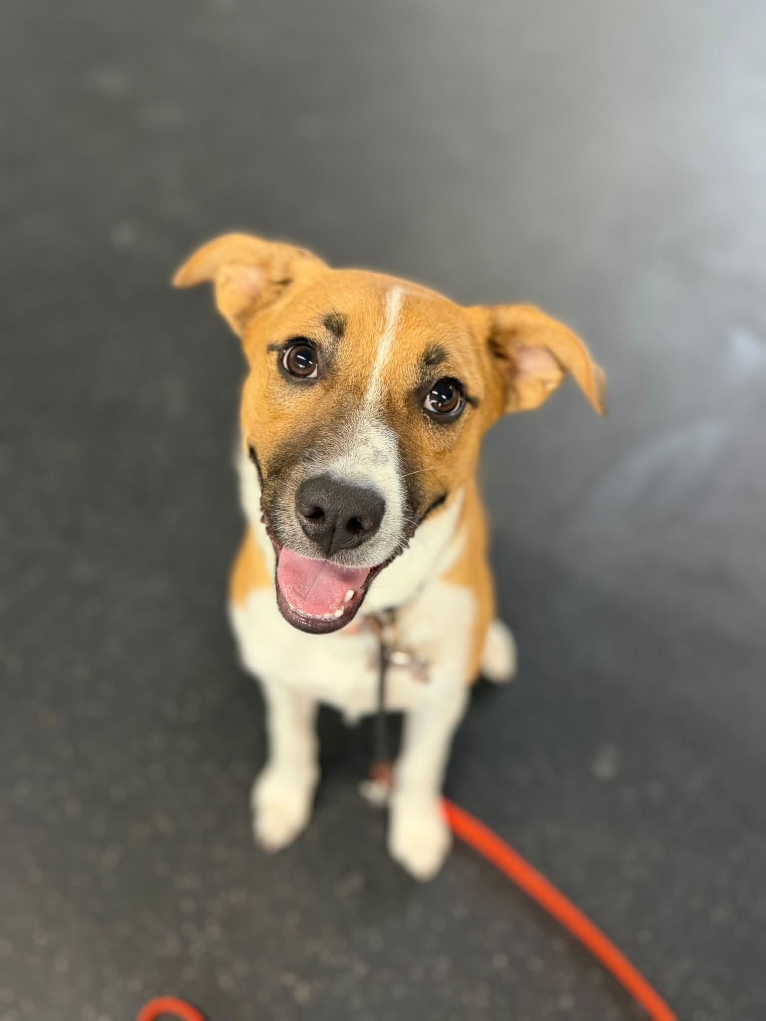 Happy tan-and-white dog sitting on a dark floor with a red leash attached