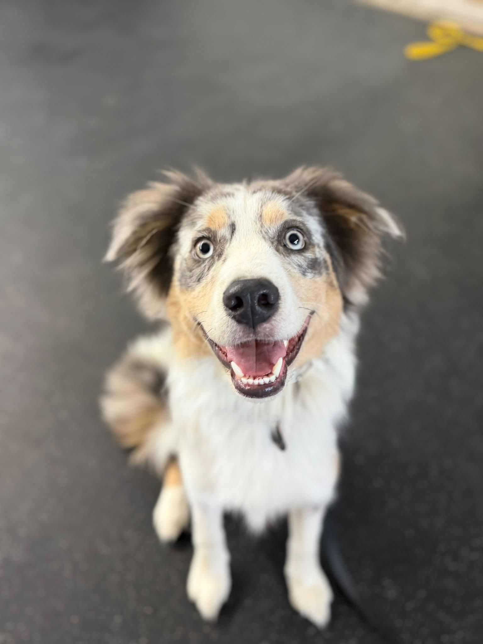 Happy tricolor dog sitting on black pavement, looking up with mouth open and bright eyes
