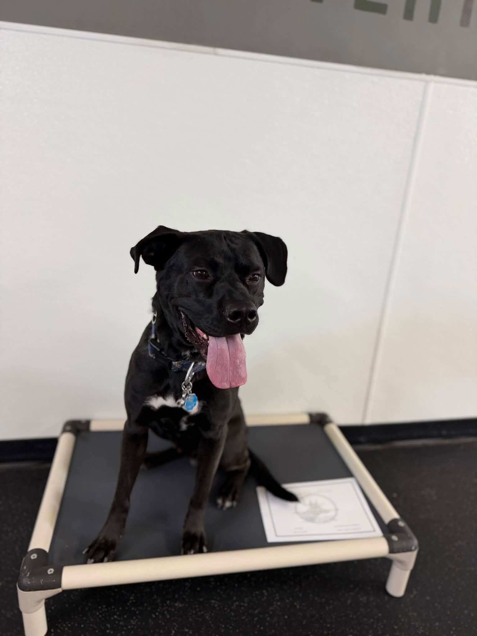 Black dog sitting on a platform bed, tongue out, in front of a white wall