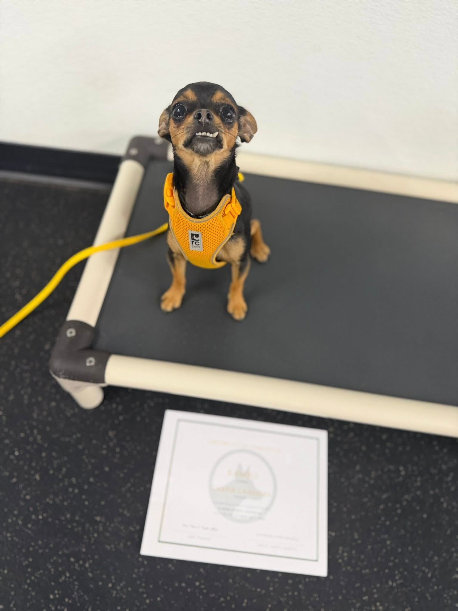 Small black-and-tan dog in an orange harness sitting on a black mat near a sign.