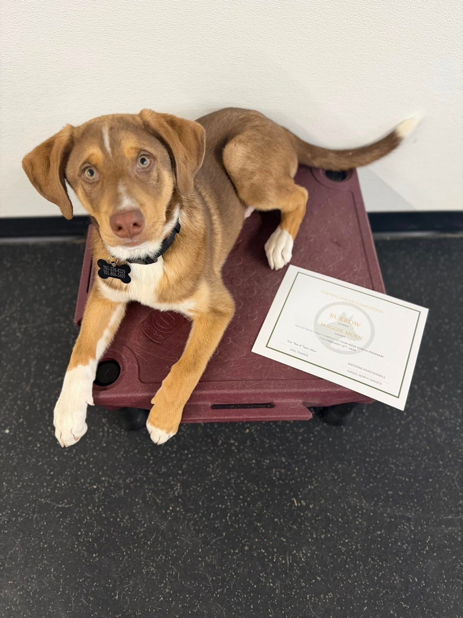 Brown dog lying on a maroon cot, wearing a black collar, with a certificate beside it.