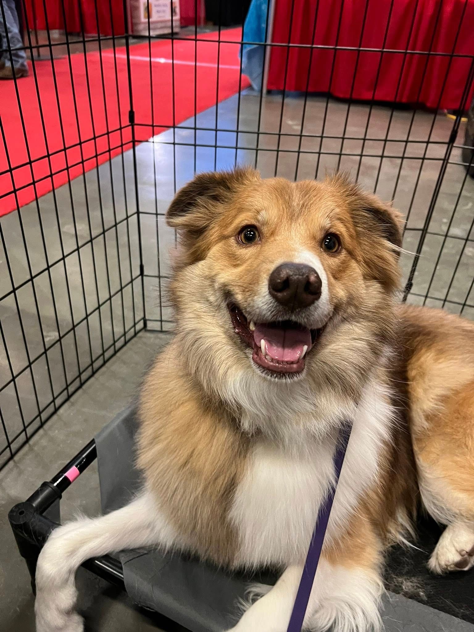 Smiling, brown and white dog in a kennel with a red carpet in the background.