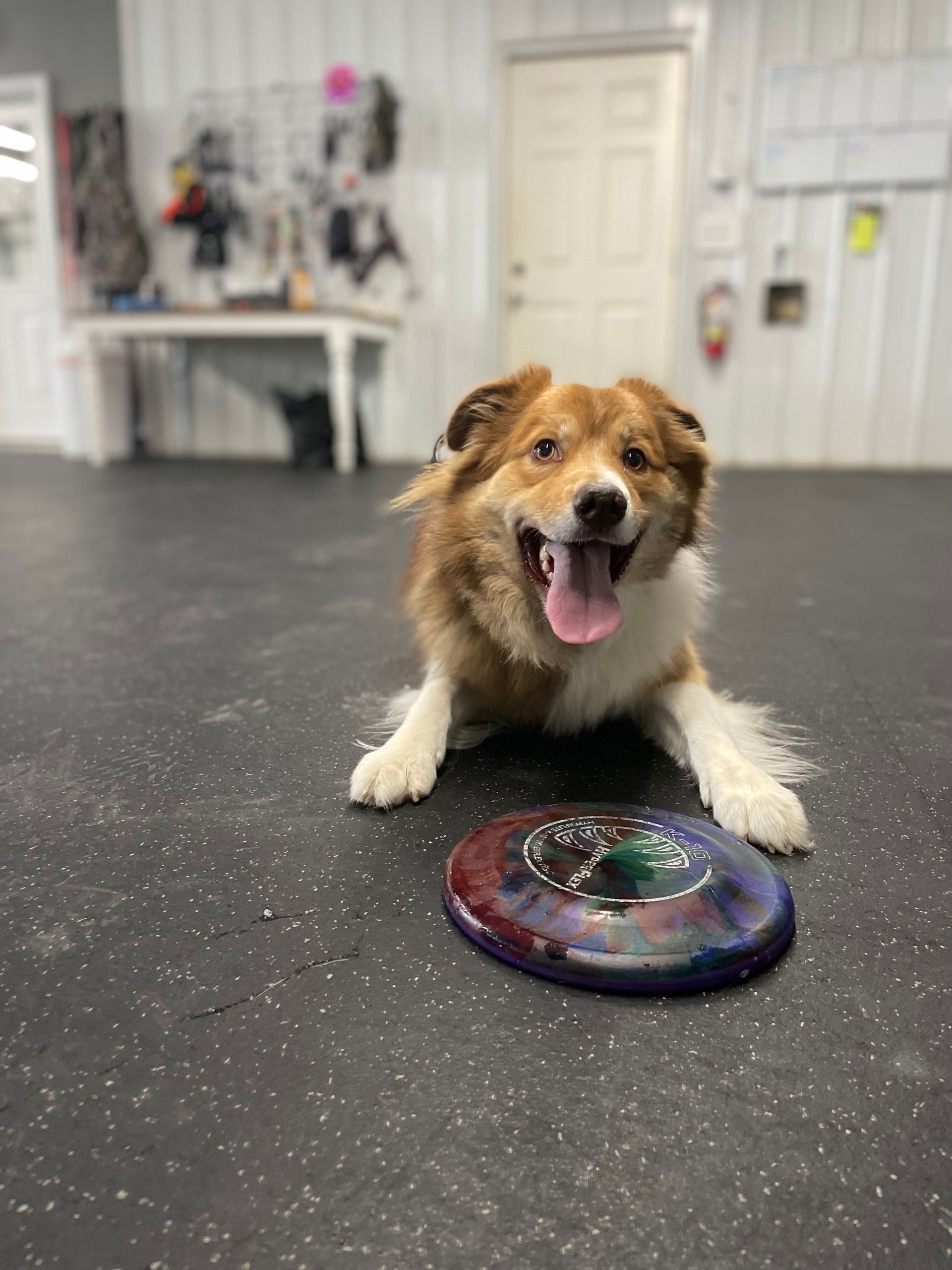 Happy, brown and white dog with tongue out, lying next to a colorful frisbee indoors.