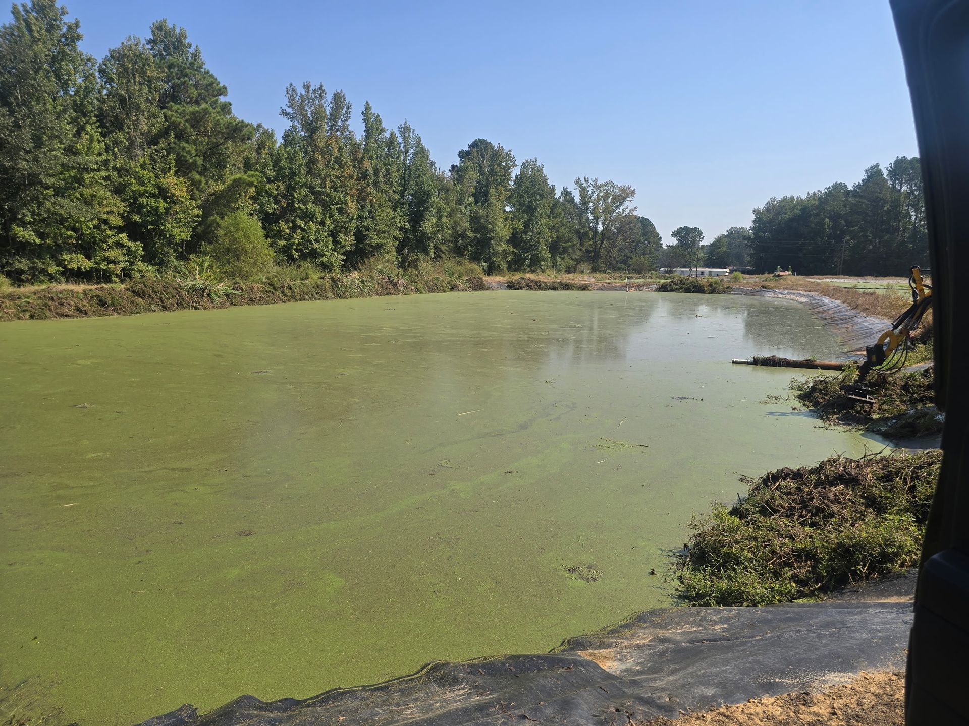 Green algae-covered pond beside a tree-lined bank under a clear sky