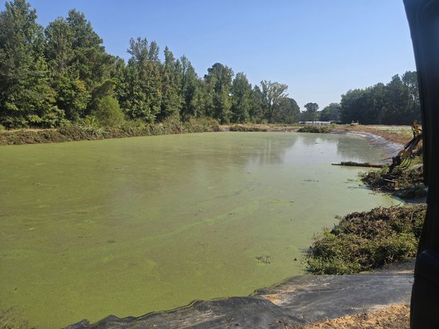Algae-covered pond beside trees under a clear blue sky, with a dirt bank in the foreground