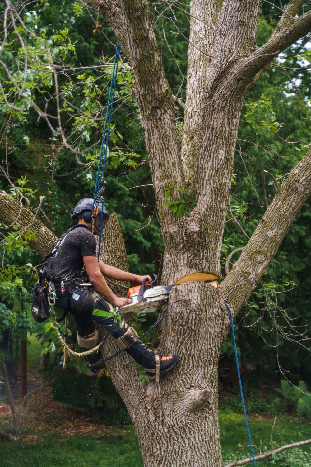 A man is climbing a tree with a chainsaw.