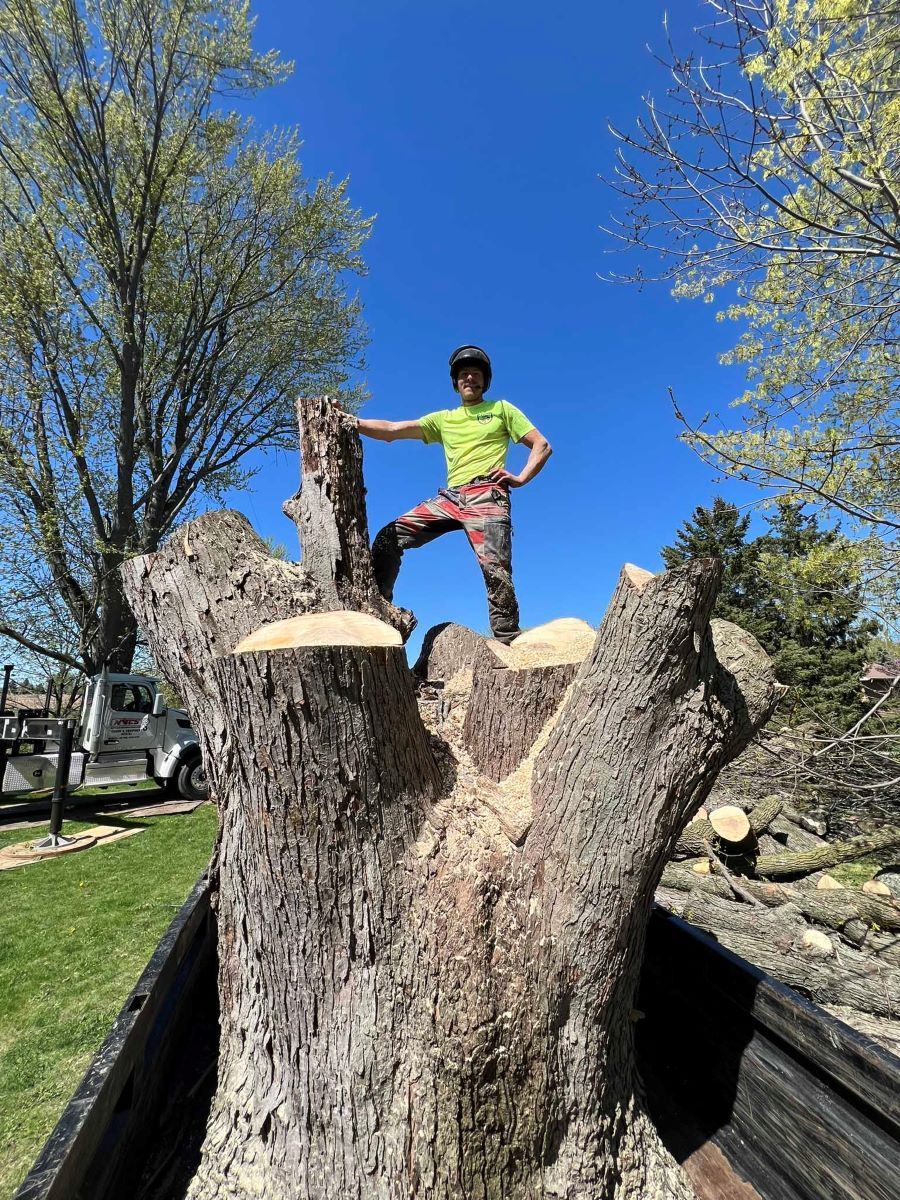 A man is standing on top of a large tree stump.