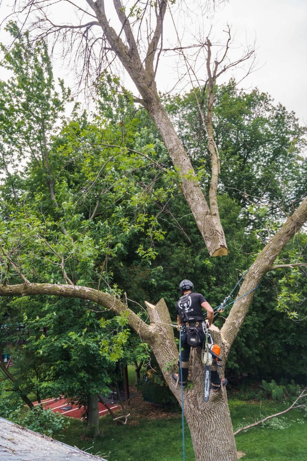 A man is climbing a tree with a chainsaw.