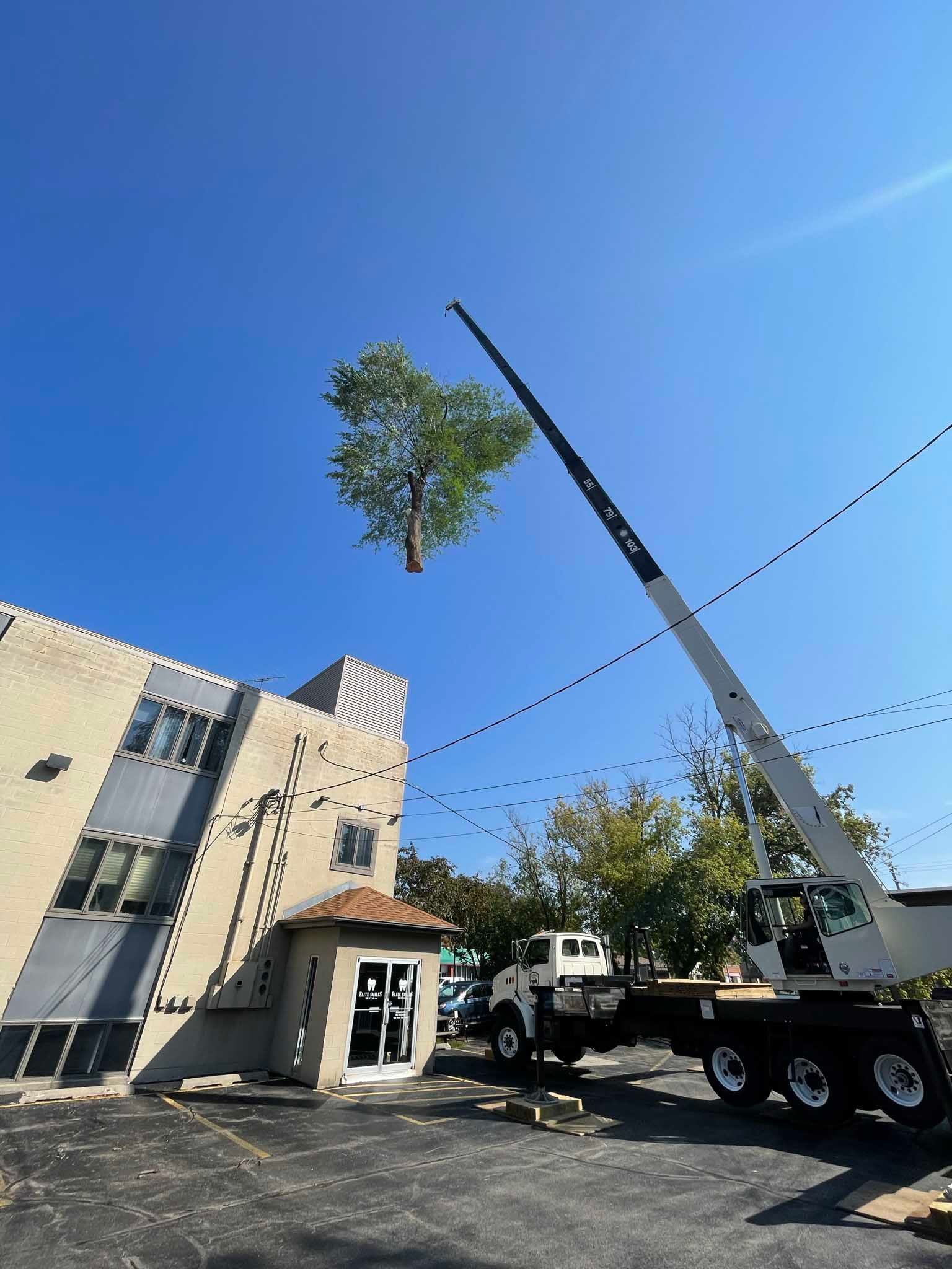 A crane is lifting a tree into the air in front of a building.