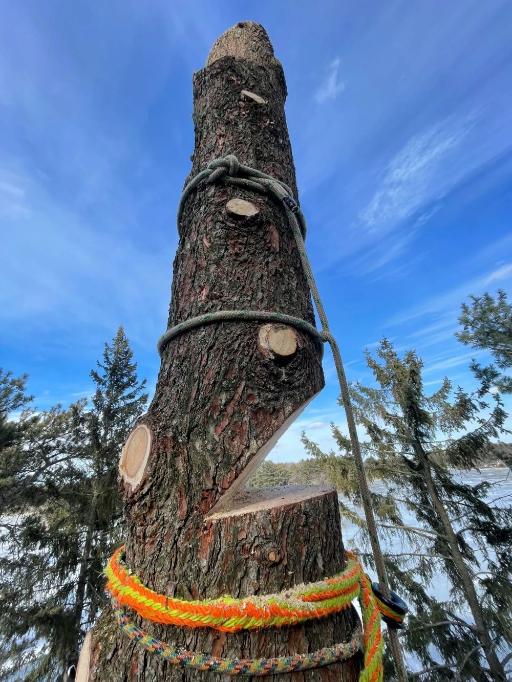 A tree stump with ropes around it and a blue sky in the background.