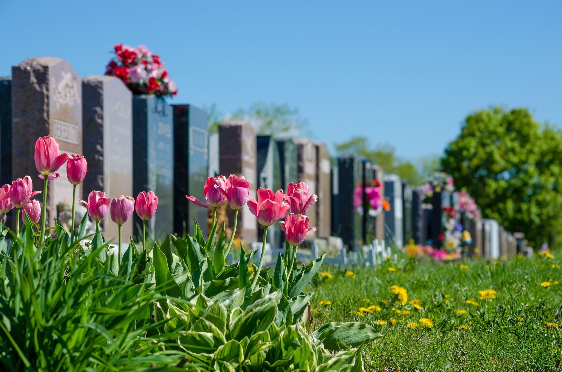 Rows of gravestones in a cemetery with pink tulips blooming in the foreground under a blue sky.